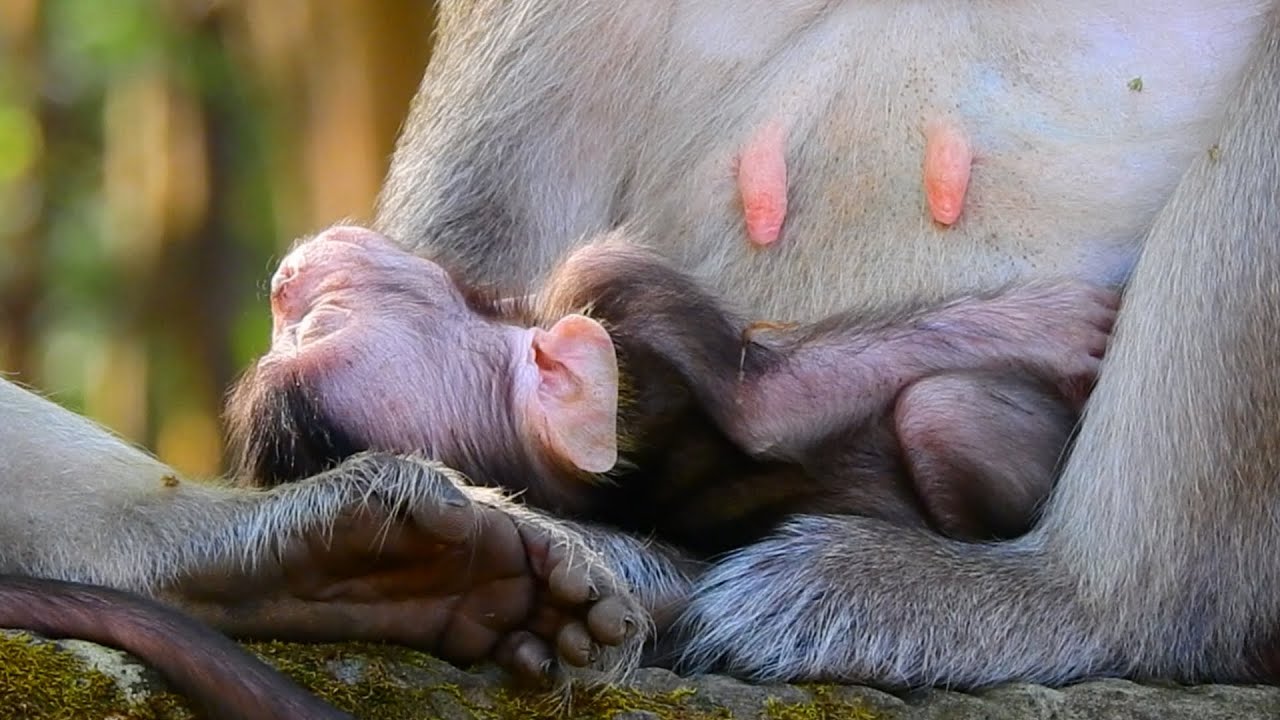 OMG What Happened With Newborn Baby? Cute Baby Monkey Life After Birth