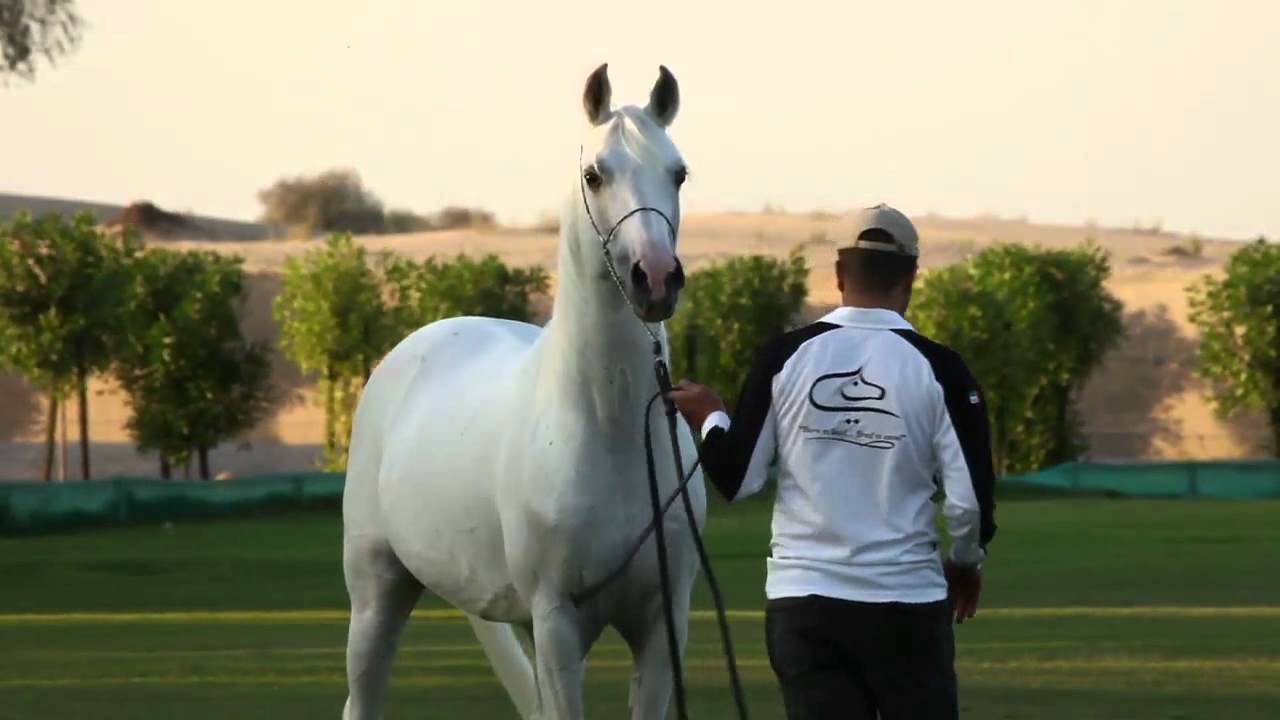 Prince du desert - Une Beauté Parfaite [EXTRAIT]
