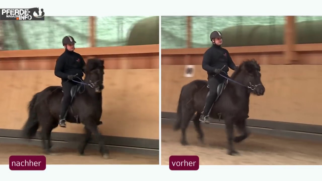 Tölt trainieren und verbessern – Übungen im Schritt