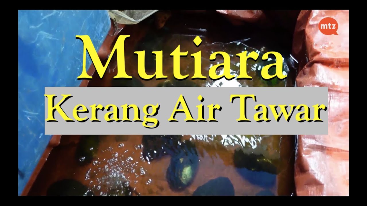 Ternak kerang menghasilkan MUTIARA