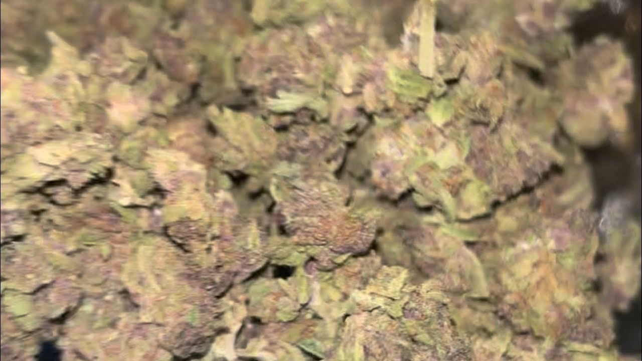 indoor THCA pound #bulk #thca #gas #kush
