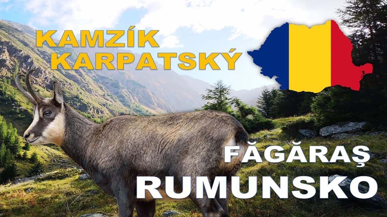 Poľovačka na kamz&iacute;ka - Rumunsko