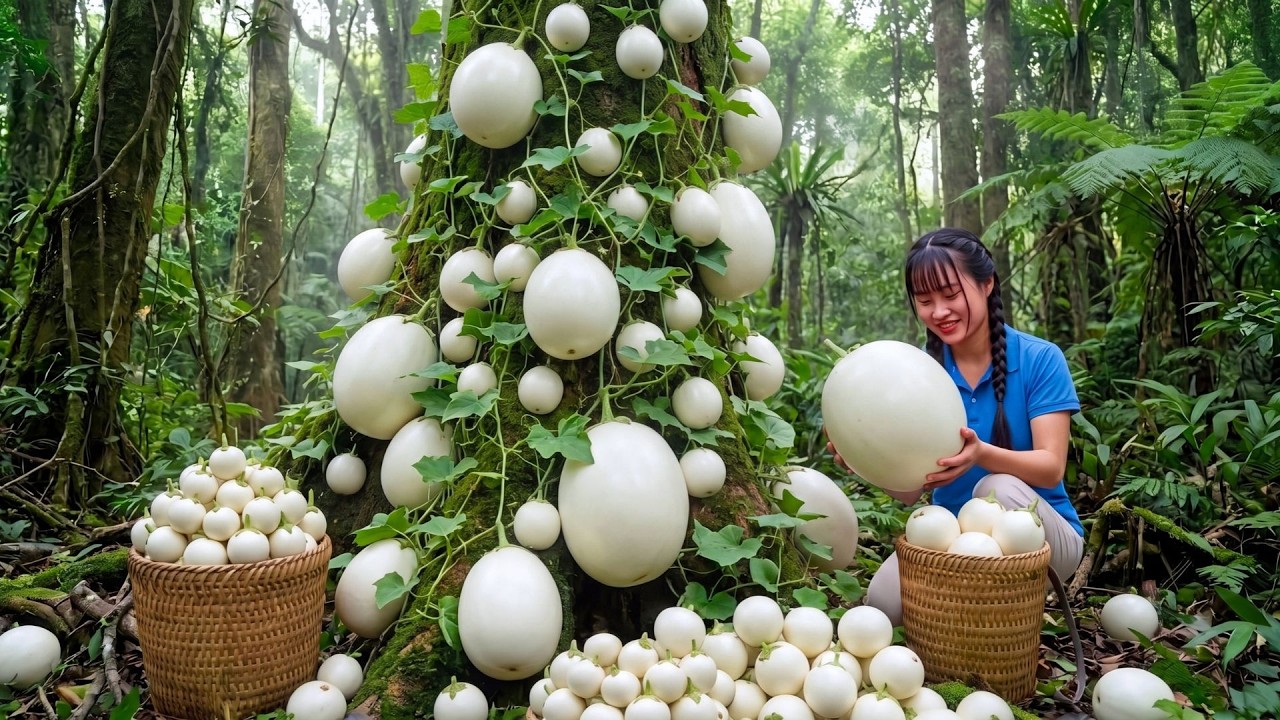 Harvesting Lots Of White Eggplants In Forest | Bring To Market Sell And Growing Organic Vegetables