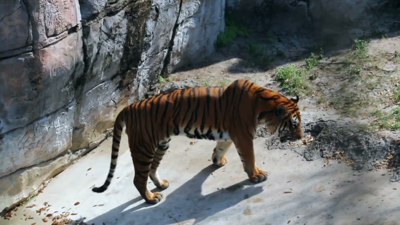 ZooTampa - Mata The Malayan Tiger