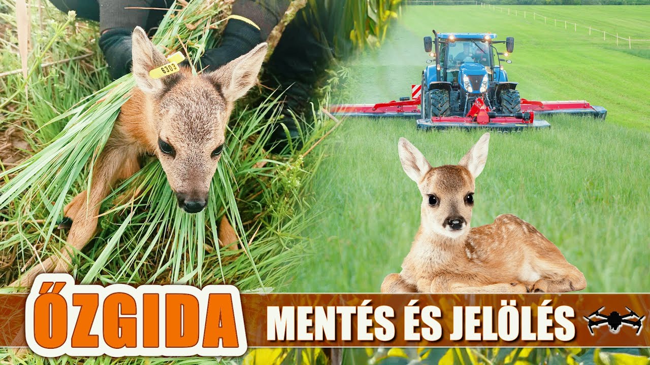 Vadkaland - ŐZGIDA MENTÉS ÉS JELÖLÉS