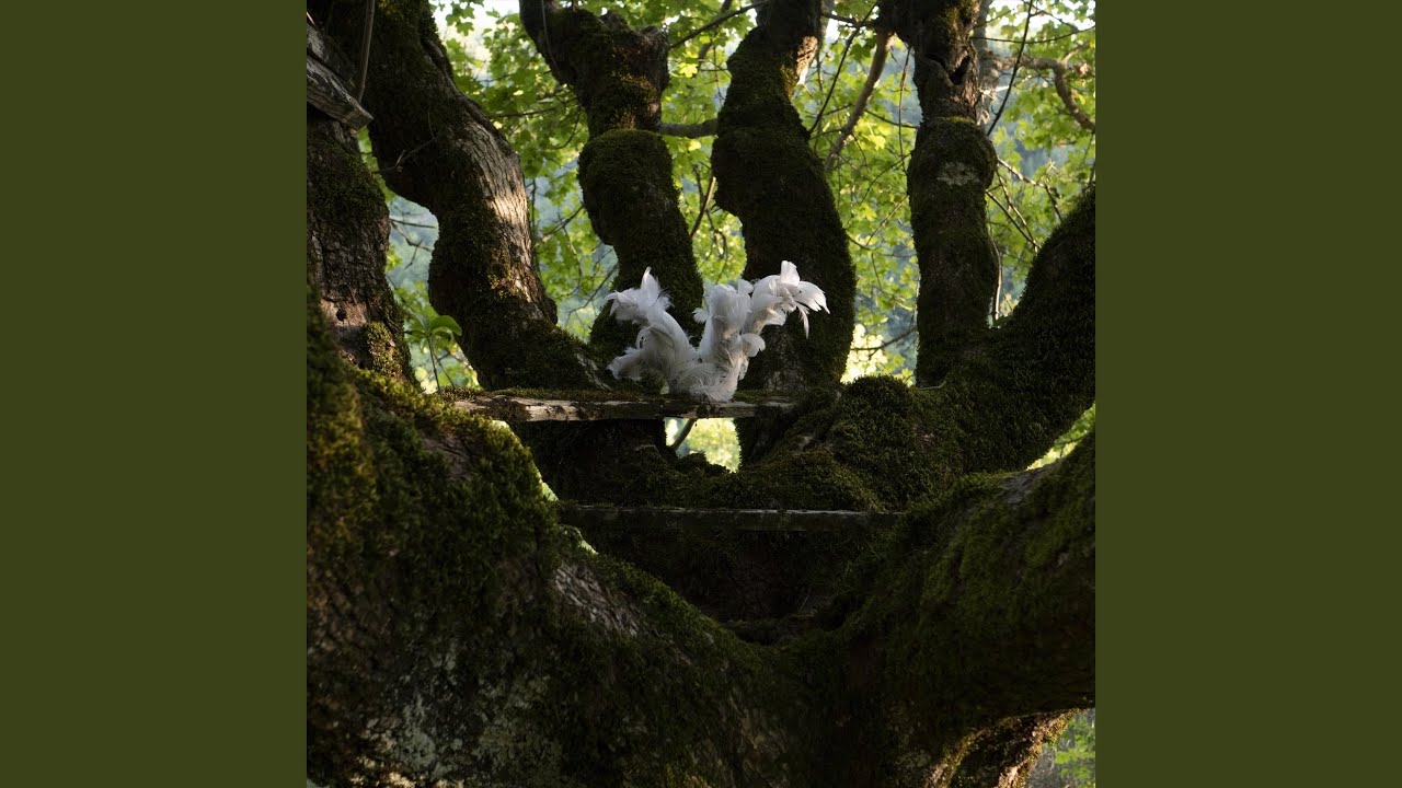 Dryad (Under the Sheets)