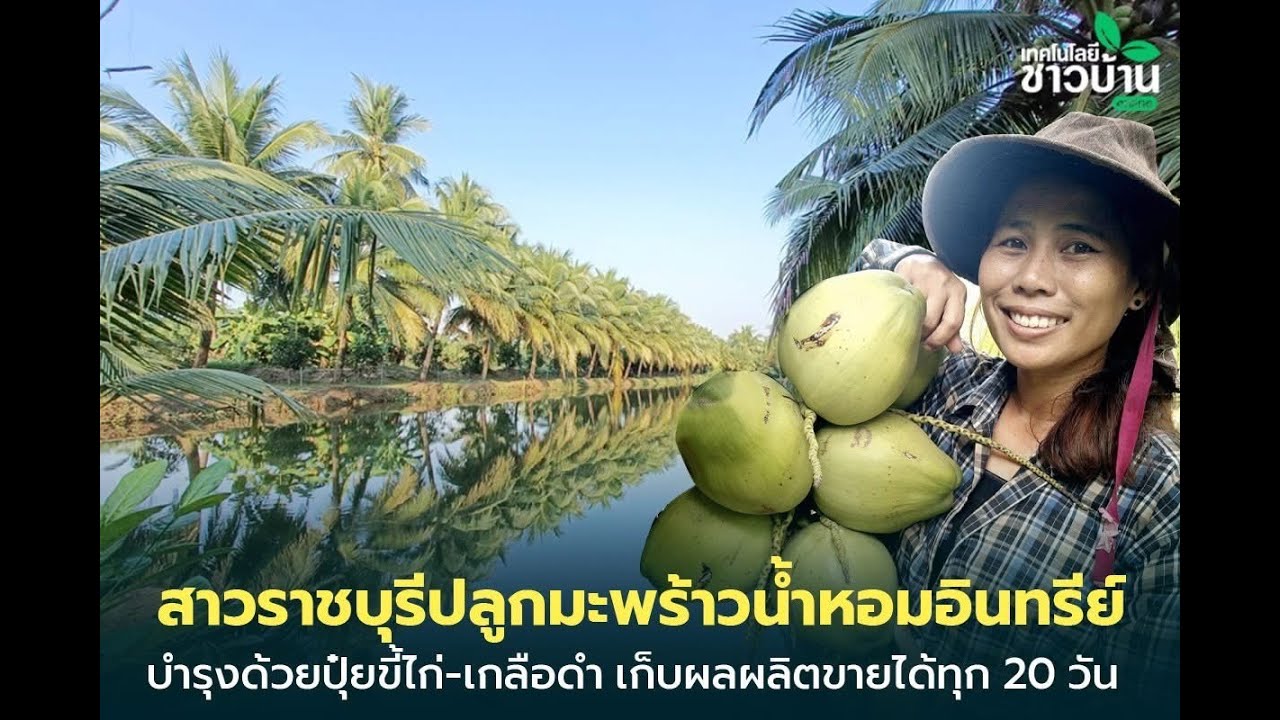 สวนมะพร้าวบ้านไร่เตาอิฐ@บางโตนด โพธาราม ราชบุรี