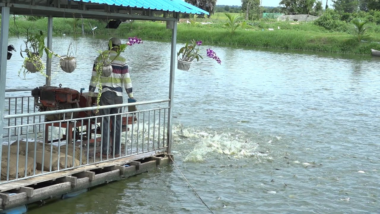 កសិកម្ម-AGRICULTURE :  ការចិញ្ចឹមត្រីលក្ខណៈគ្រួសាររបស់អ្នកភូមិពន្លៃ ខេត្តព្រៃវែង Vol 03/3