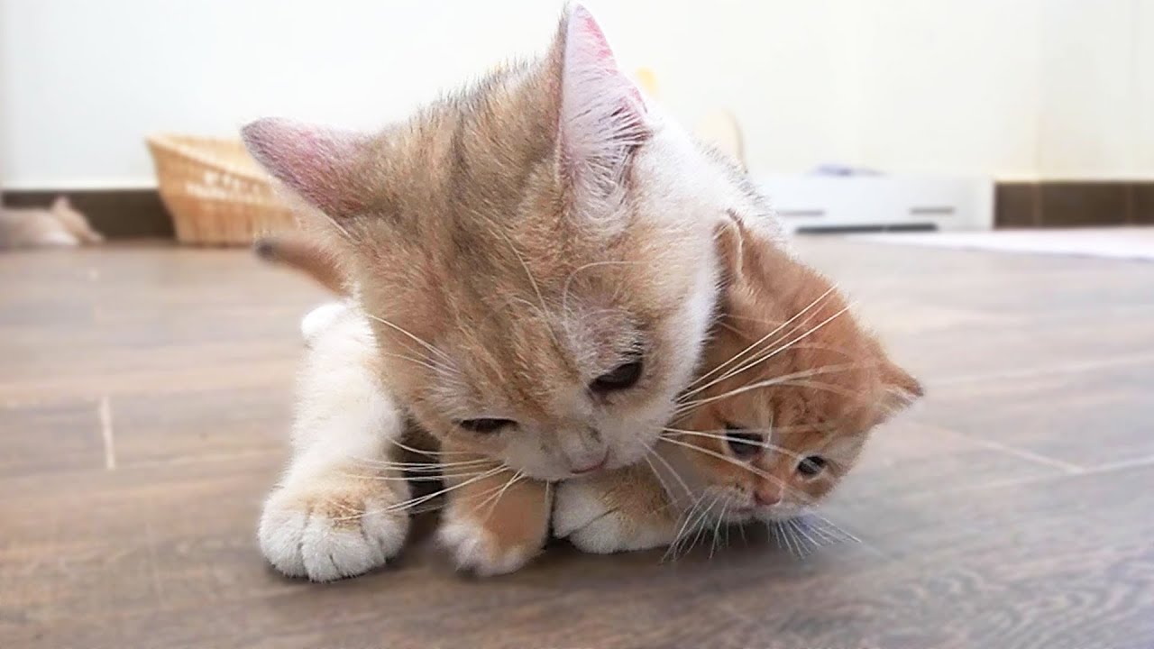 Baby, it's time to bathe, Mom cat bathes kitten Miracle on a strict schedule 🤣