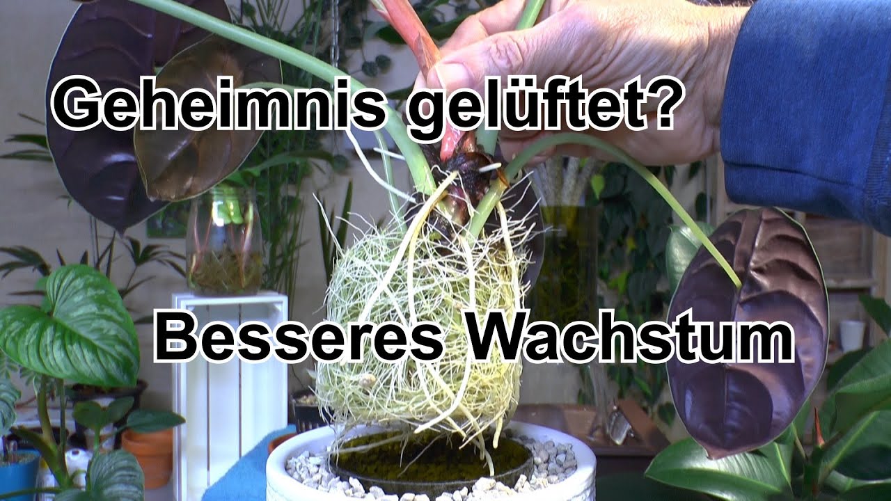 NEU Alocasia, Philodendron und Monstera in der Pflege mit Wasser Grandiose Neuigkeiten