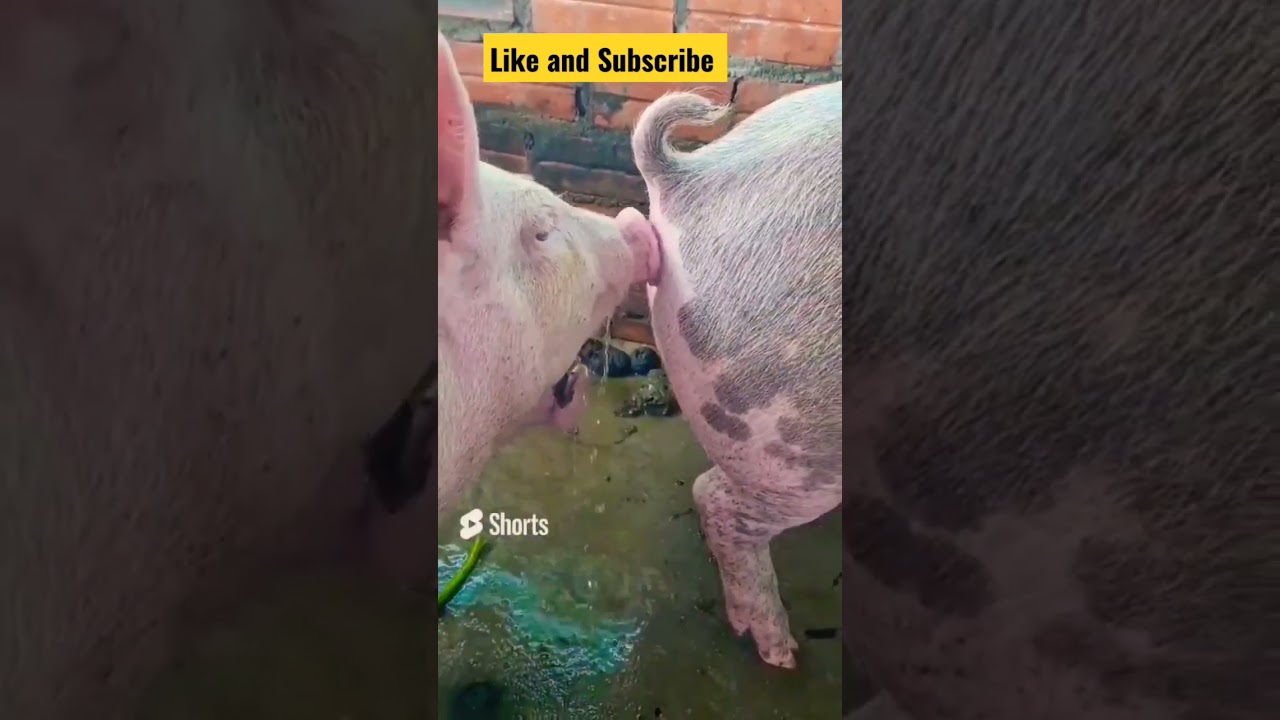 Pigs in happy mood 😅 #shorts  #shortvideo #fyp #pig #animal #farming #viralvideos #pets #agriculture