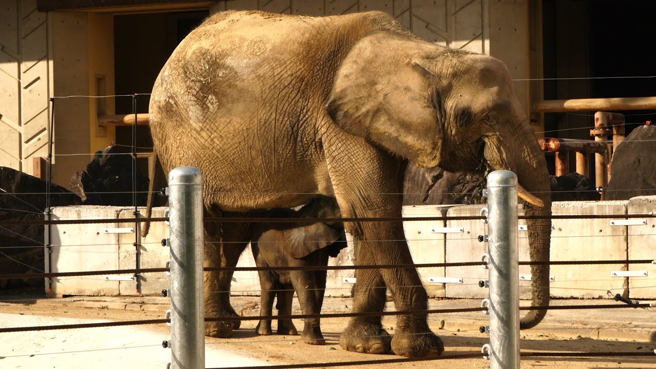 マルミミゾウの赤ちゃん「アオ」誕生から 5ヶ月を迎えます【安佐動物公園】