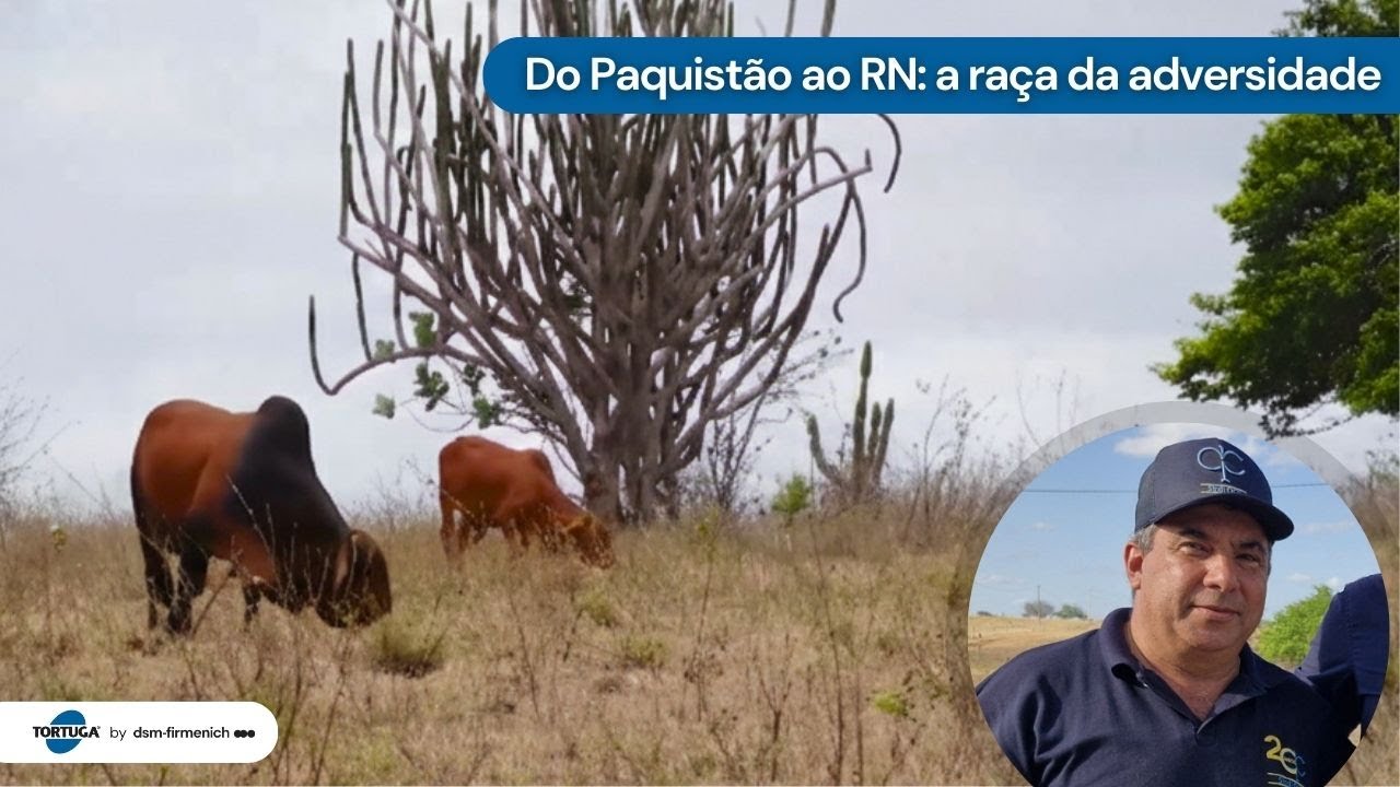 Sindi OCP e a história construída na adversidade | Noticiário Tortuga