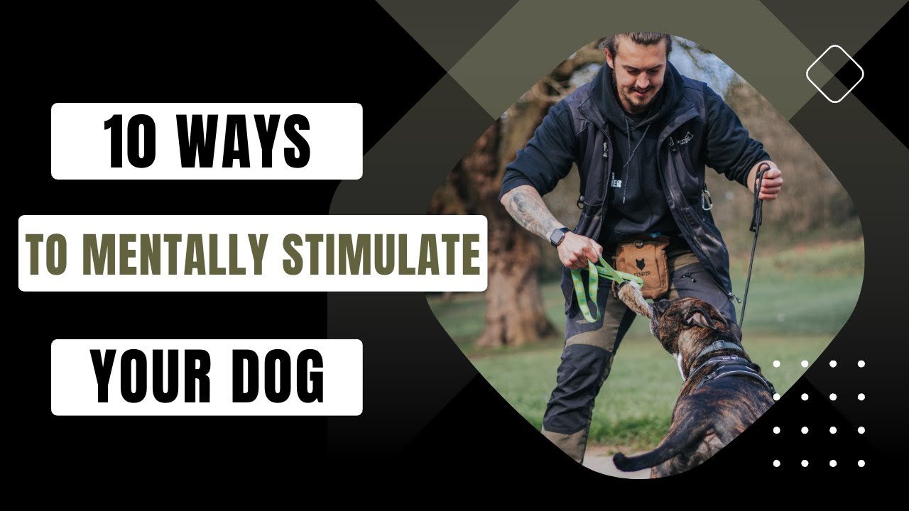 10 Ways To Mentally Stimulate Your Dog!