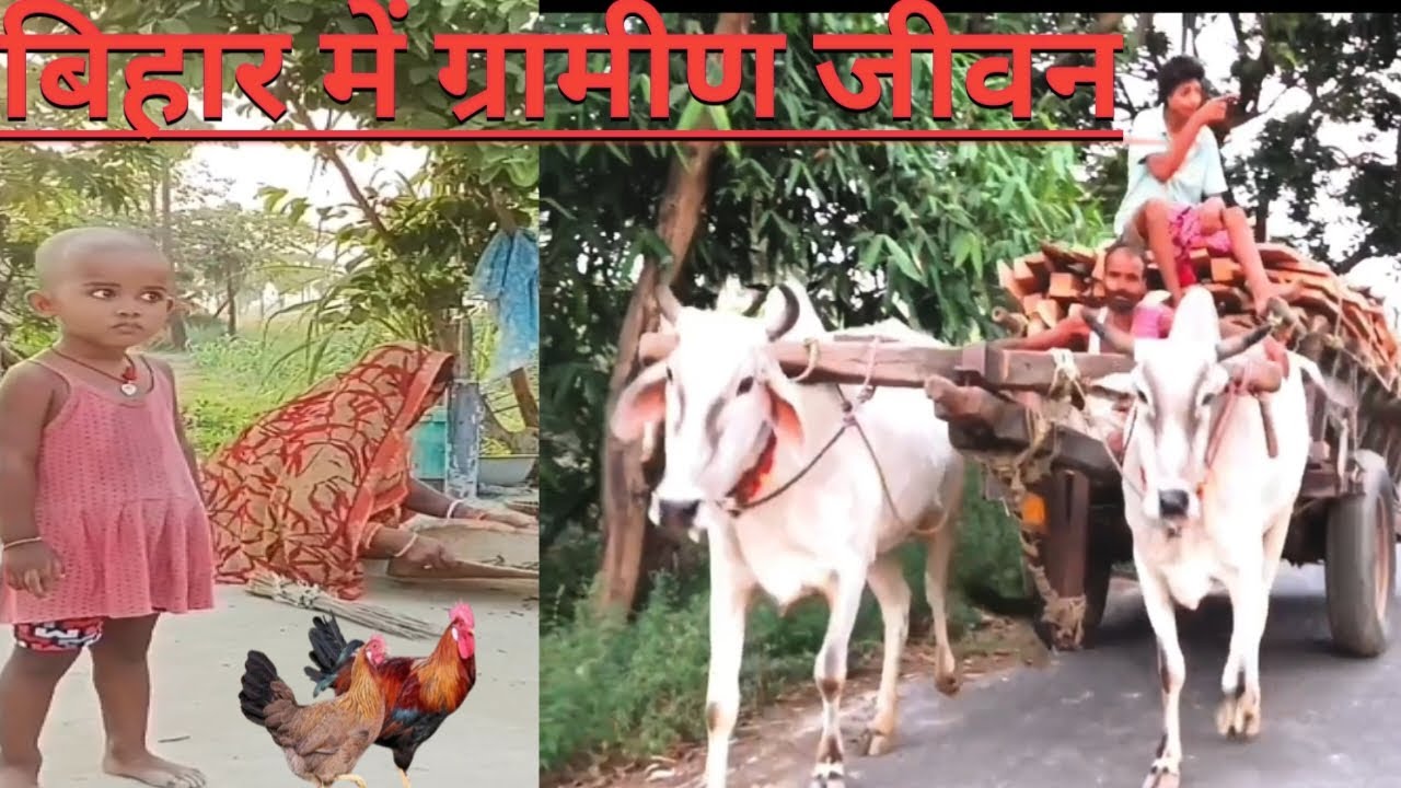 #farmer life Bihar in India यह वीडियो आपको 1980 -  90 का याद दिला देगा