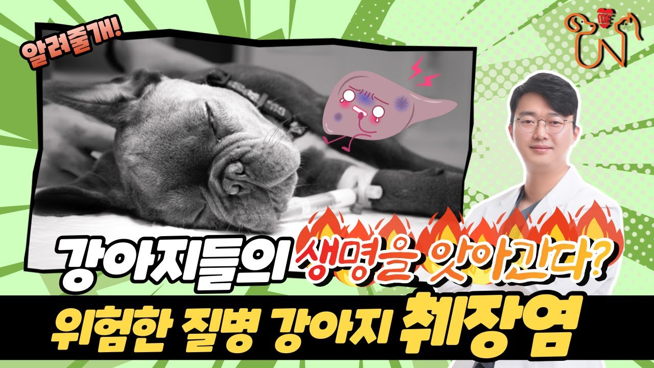 [강아지 췌장염] 사망까지 이르는 췌장염 증상부터 치료까지!