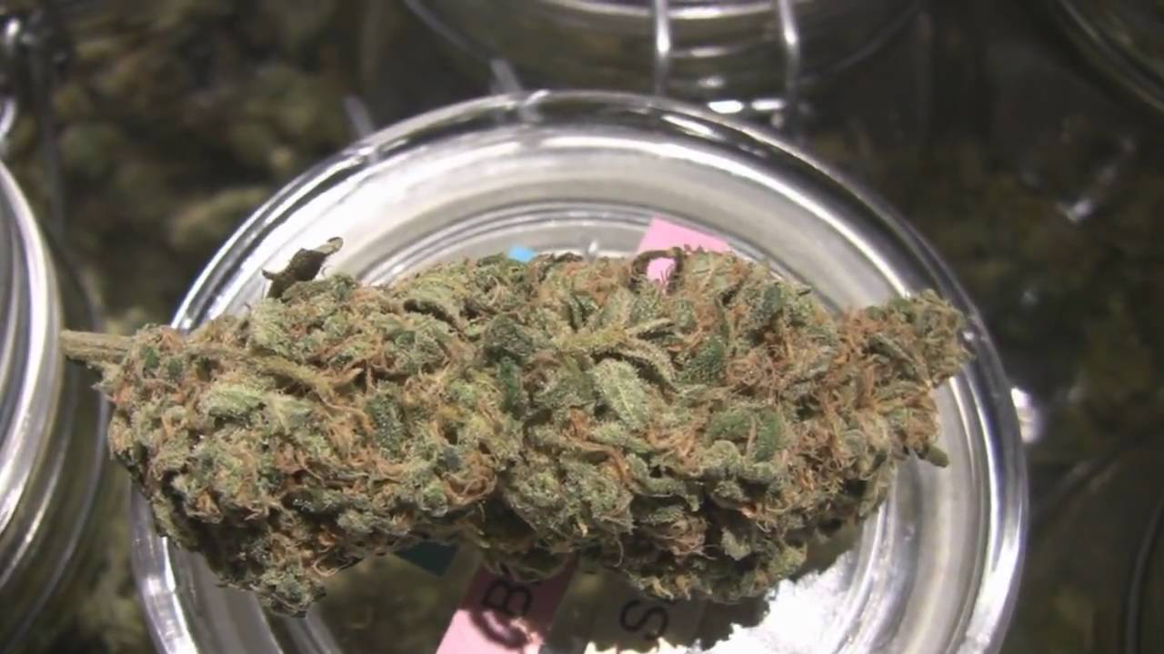 tokin daily: broadway wellness dispensary tour