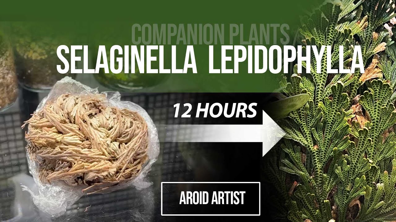 Selaginella lepidophylla or resurrection plant - back from the dead in 3 hours!