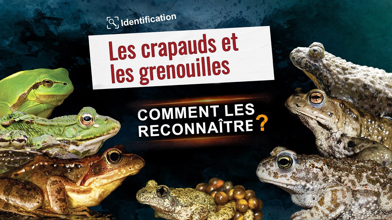 Identification : Les crapauds et les grenouilles