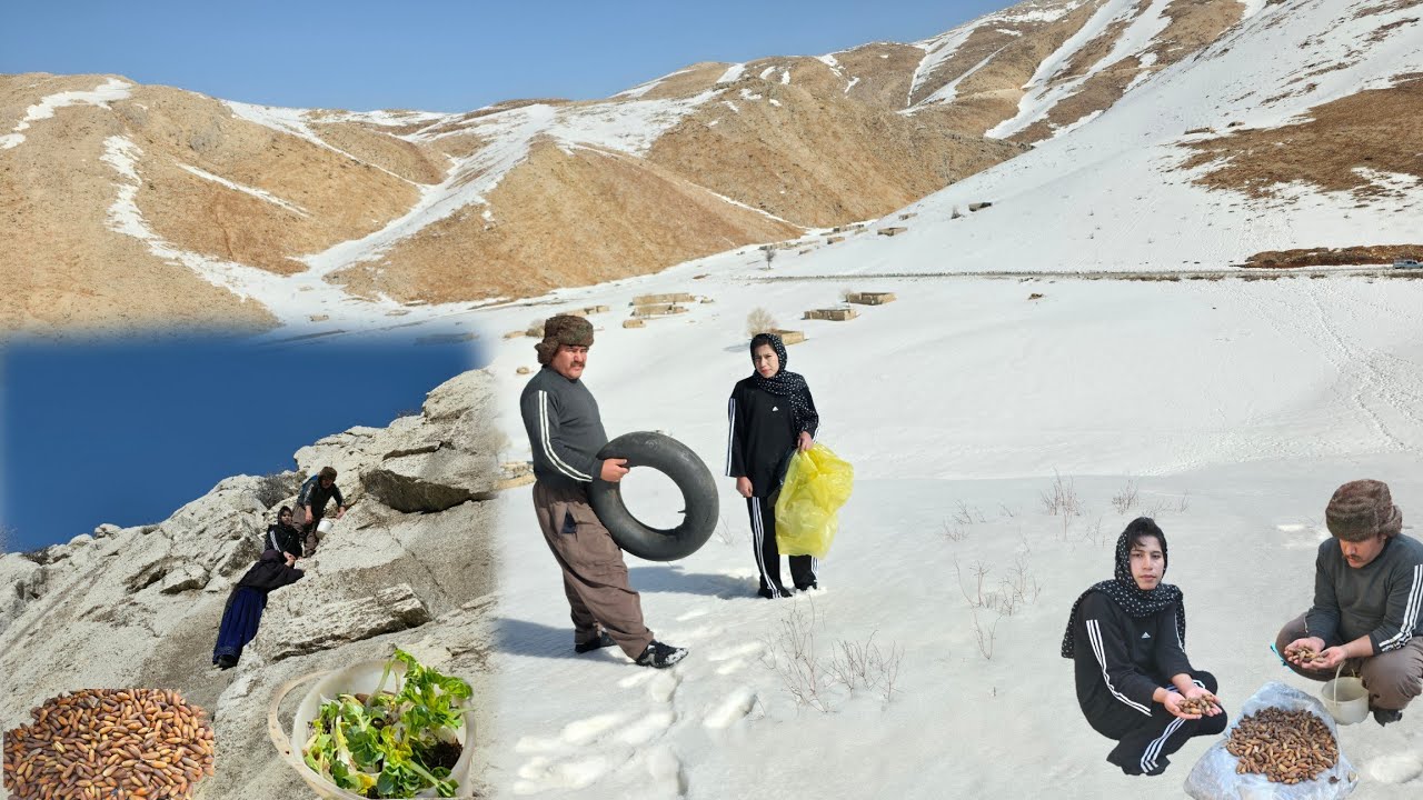 Exciting trips to the snowy Zagros Mountains 🏔️ | Harvesting oaks 🌰 and mountain plants  to survive