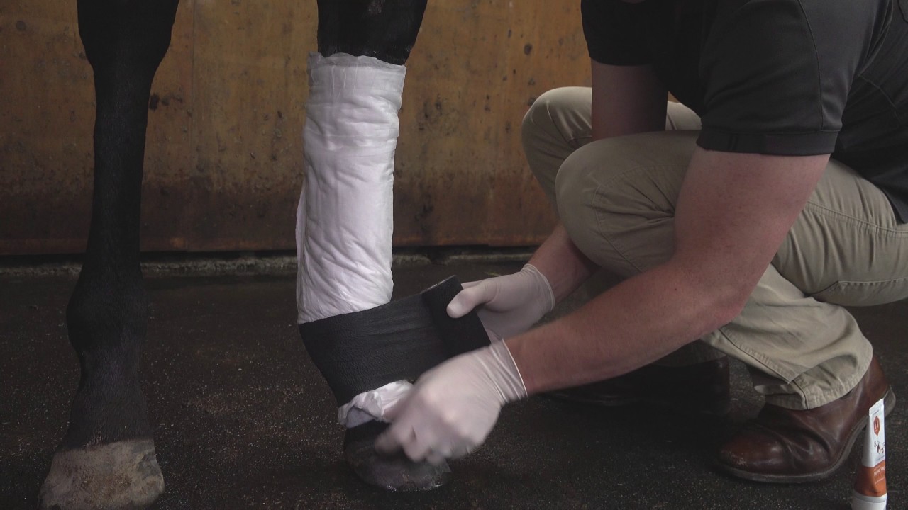 How to treat this with Mānuka Vet - Open wound on the cannon