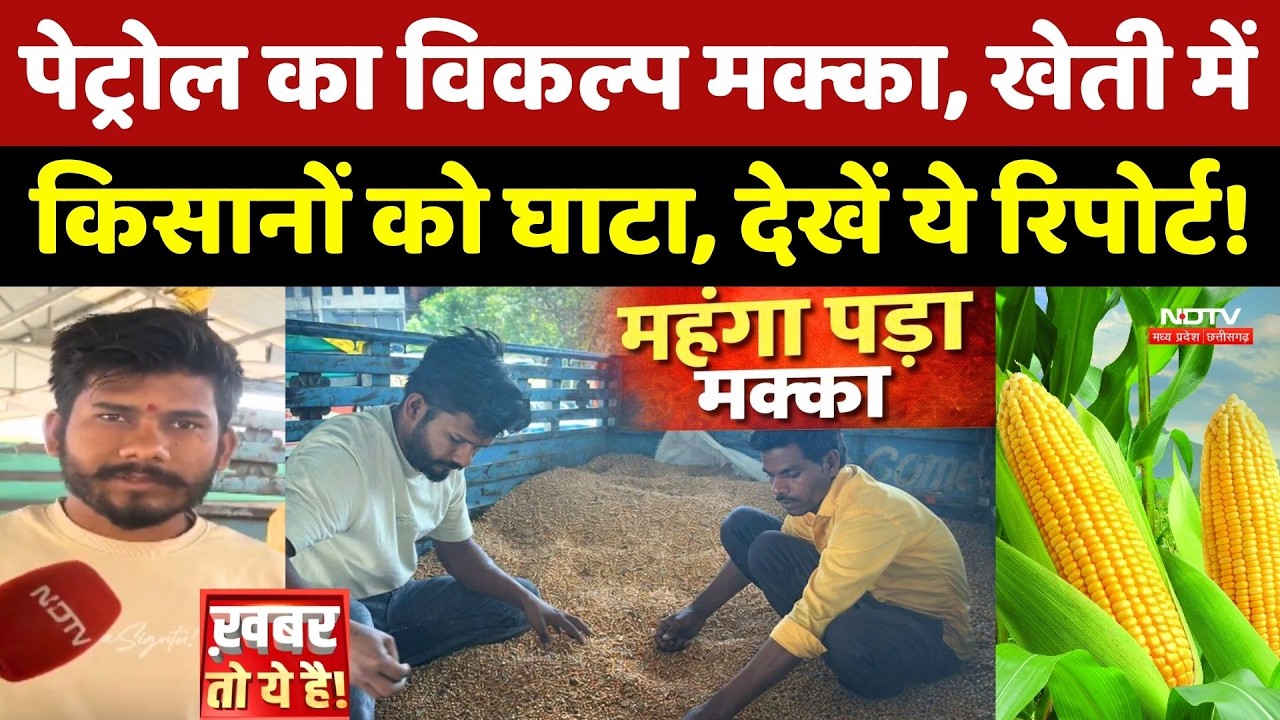 Corn Farmers Crisis: MP में 'पेट्रोल का विकल्प' बनने चला था किसान! अब खेती में हो रहा घाटा Top News