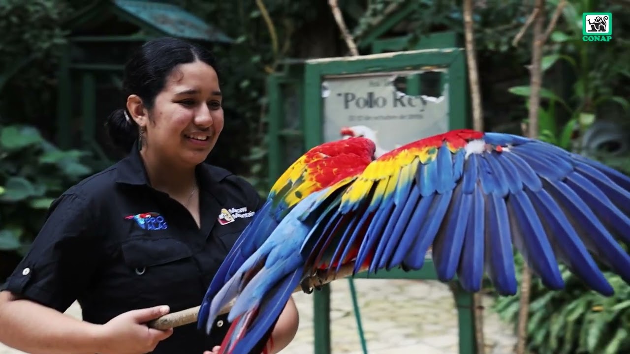 Visita al Parque de Aves y Reserva Natural Macaw Mountain en Copan, Honduras.