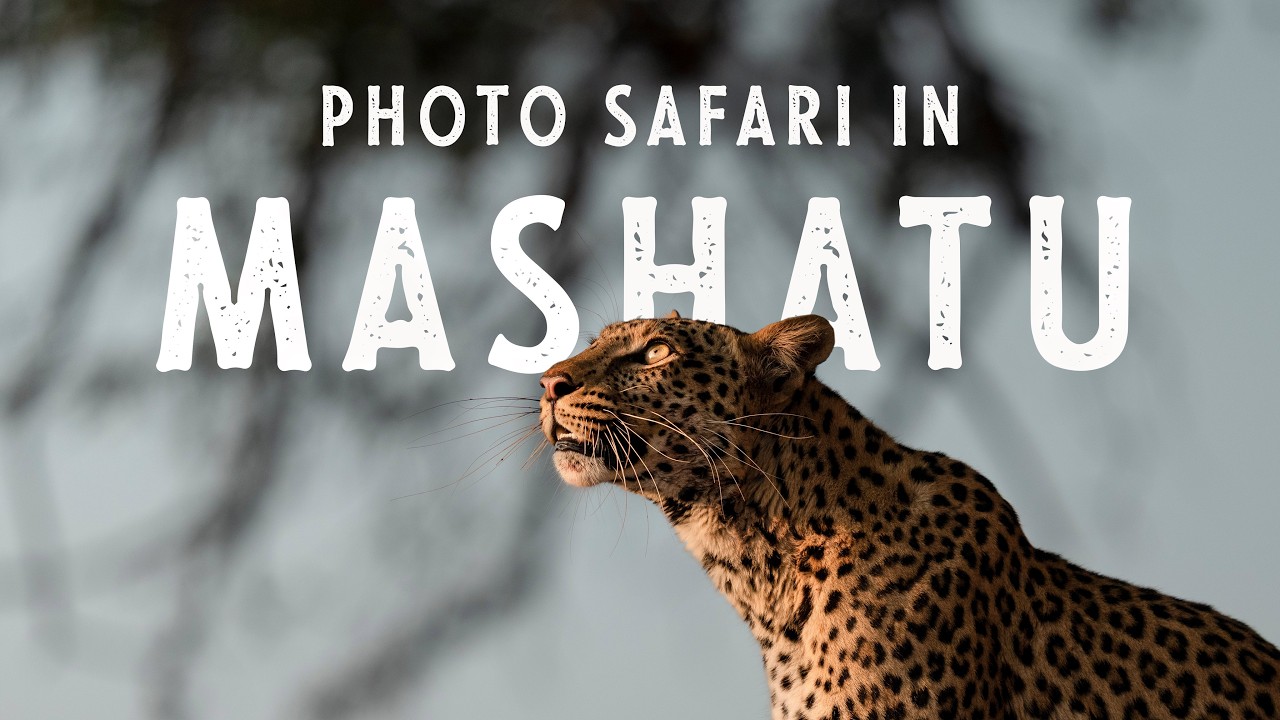 Predators EVERYWHERE - Mashatu Photo Safari