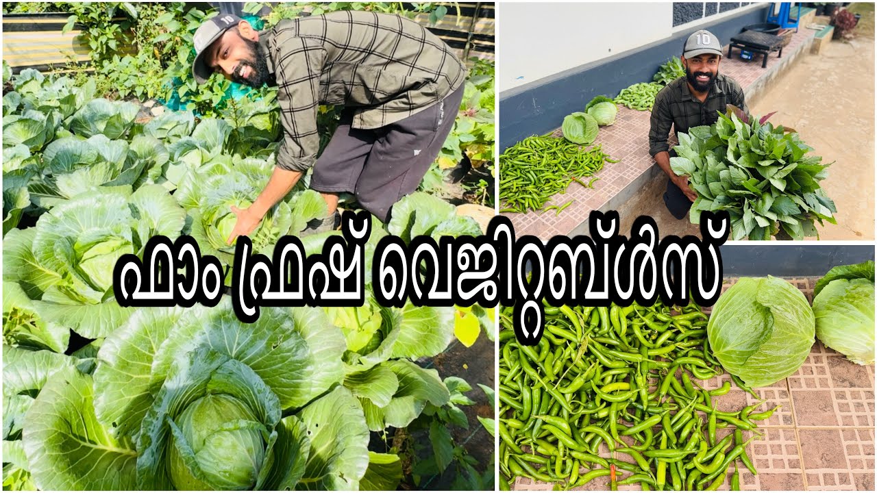 വാട്സ്ആപ്പ് ഗ്രൂപ്പ്‌ വഴിയുള്ള പച്ചക്കറി വിൽപ്പന 👍😊