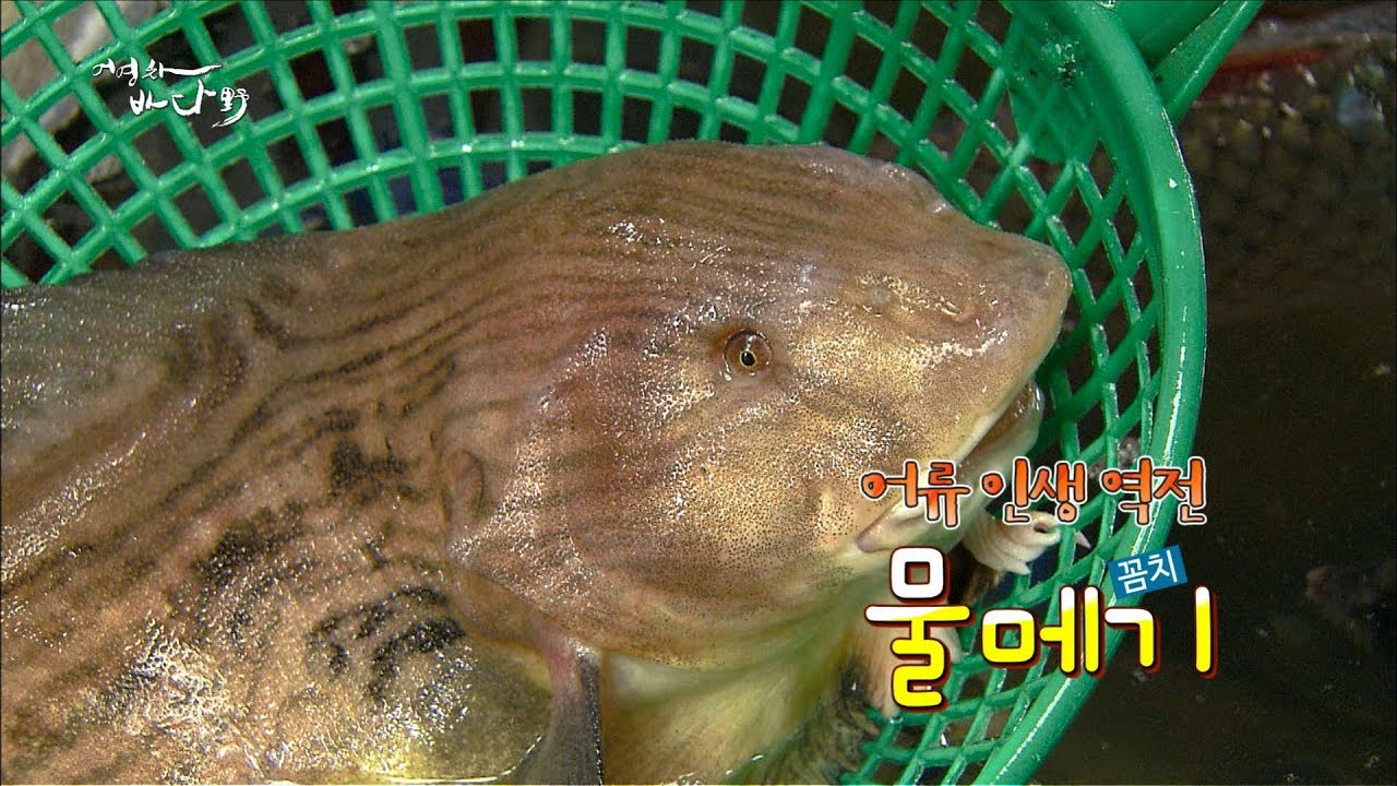 어생(漁生)역전! 물메기 (2017년) [어영차바다야]