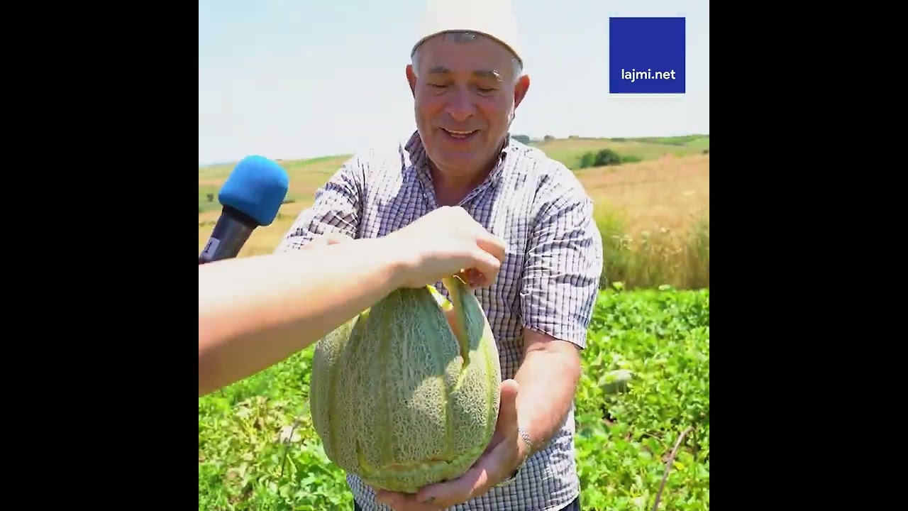 Ky është vendi ku kultivohet më së shumti shalqi dhe pjepër në Kosovë - flet njëri nga kultivuesit