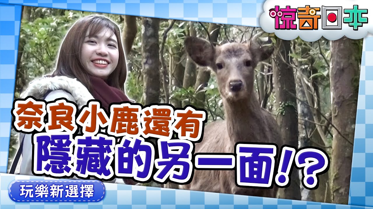 奈良の鹿のウラの顔!?台湾娘が“神の使い”を捜索【ビックリ日本】
