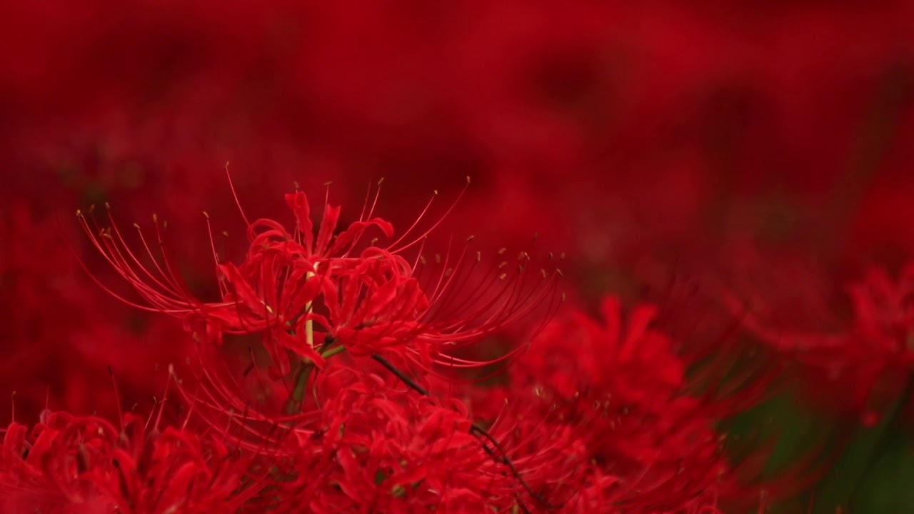 Kinchakuda one ofJapan's biggest Red Spider Lily fields