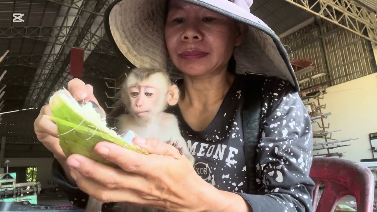 Mary sit and relax with Mommy #monkey #animals #asmr