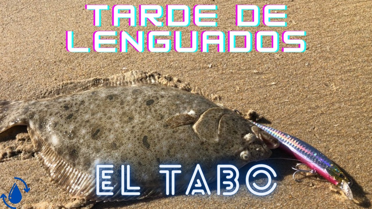 TARDE DE LENGUADOS | EL TABO | 6 CAPTURAS | DEVOLUCIONES 🎣🔥 ♻️
