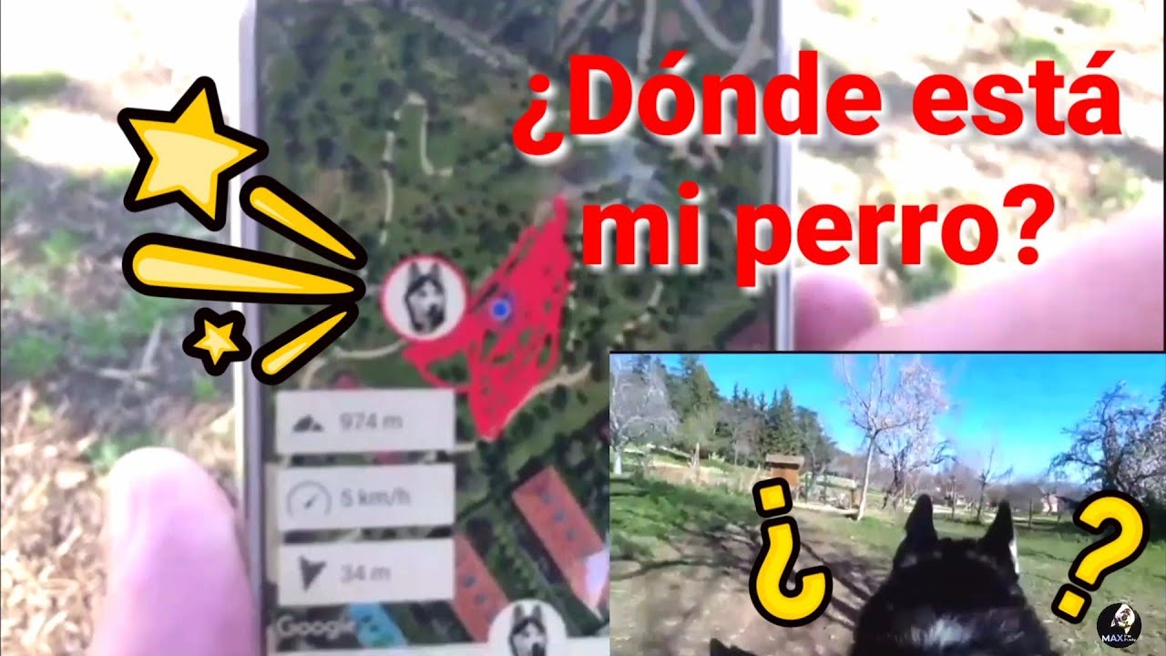 Max se ESCAPA!!! ¿Dónde está mi perro? || Max the husky