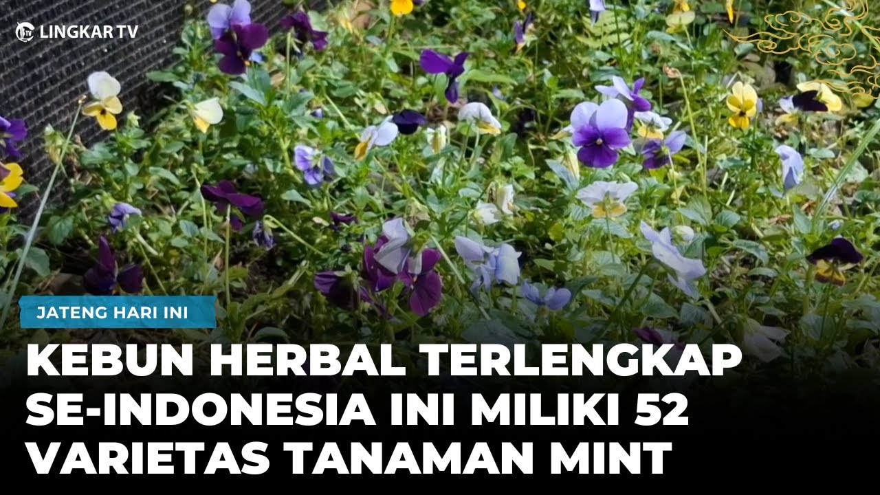 PUNYA 52 VARIETAS MINT, IBU KOTA HERBALISME JADI JUJUKAN AHLI HERBAL DARI BERBAGAI NEGARA