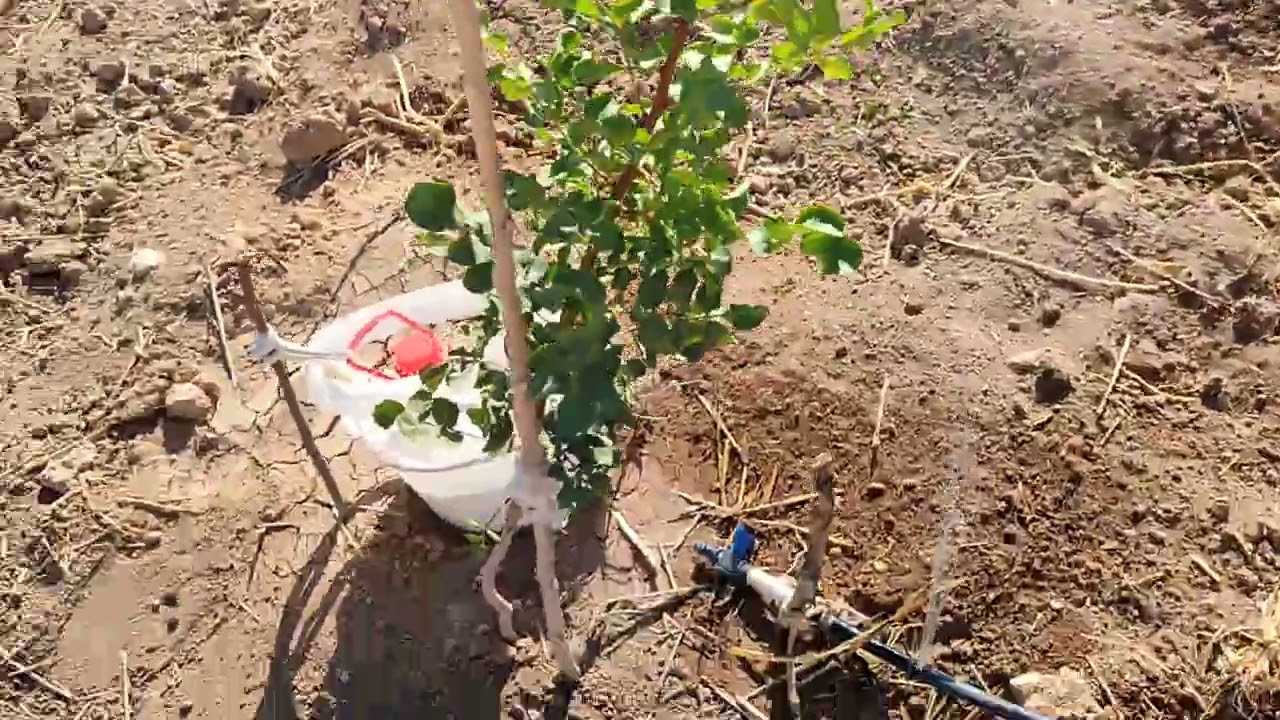 Bıttım Anaçlarının 12. Sulaması 