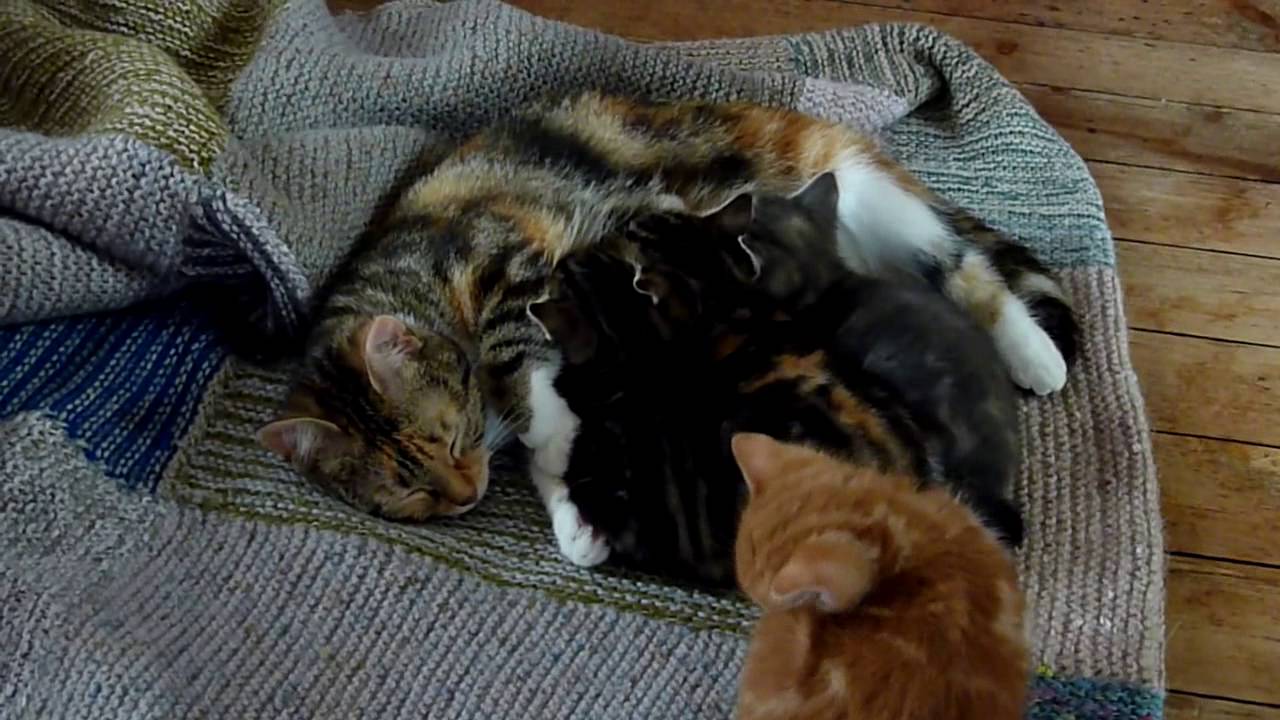 Olive and her kittens (5 1/2 weeks old)
