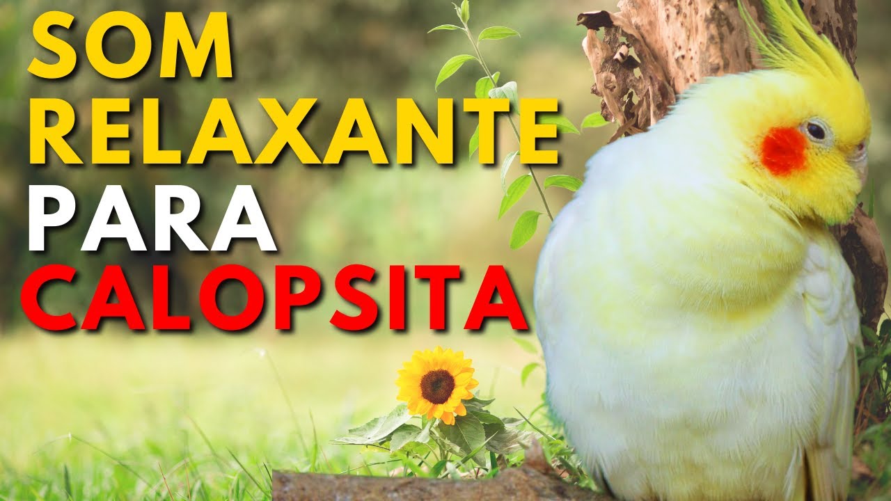 MÚSICA RELAXANTE PARA ACALMAR CALOPSITAS E MOMENTOS DE TRANQUILIDADE #calopsita #cockatiel