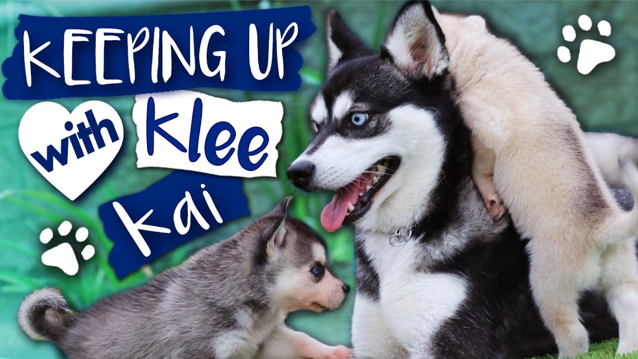 Alaskan Klee Kai-Keeping Up With The Klee Kai