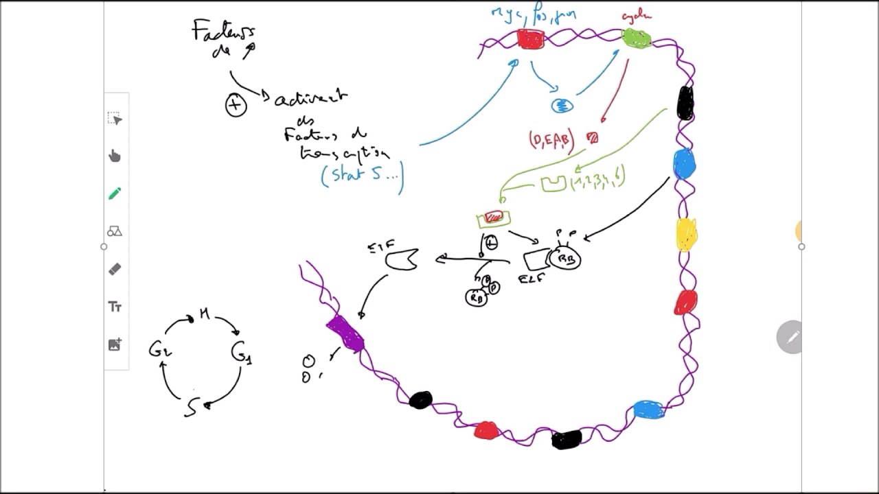 Régulation du cycle cellulaire
