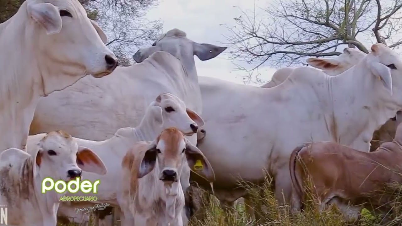 LASCAVET CUENTA CON PRODUCTOS PARA COMBATIR LAS GARRAPATAS EN NUESTROS ANIMALES