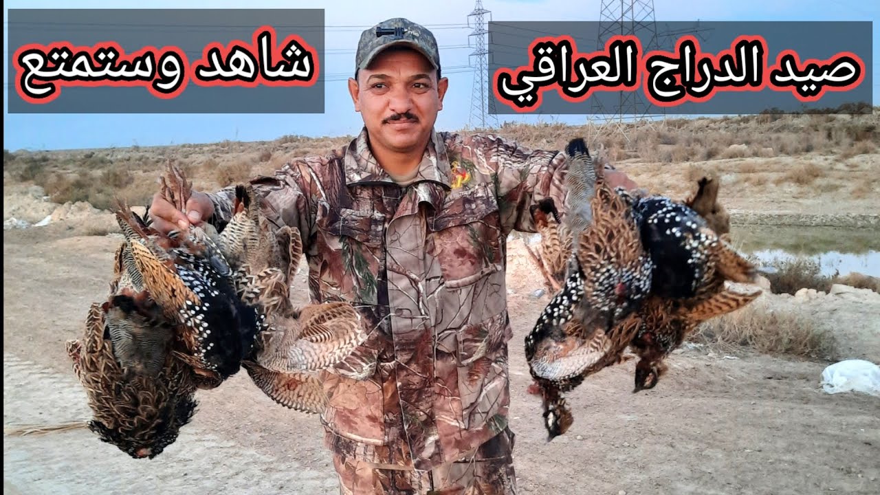صيد الدراج العراقي شاهد وستمتع حي الله متابعيني الطيبين