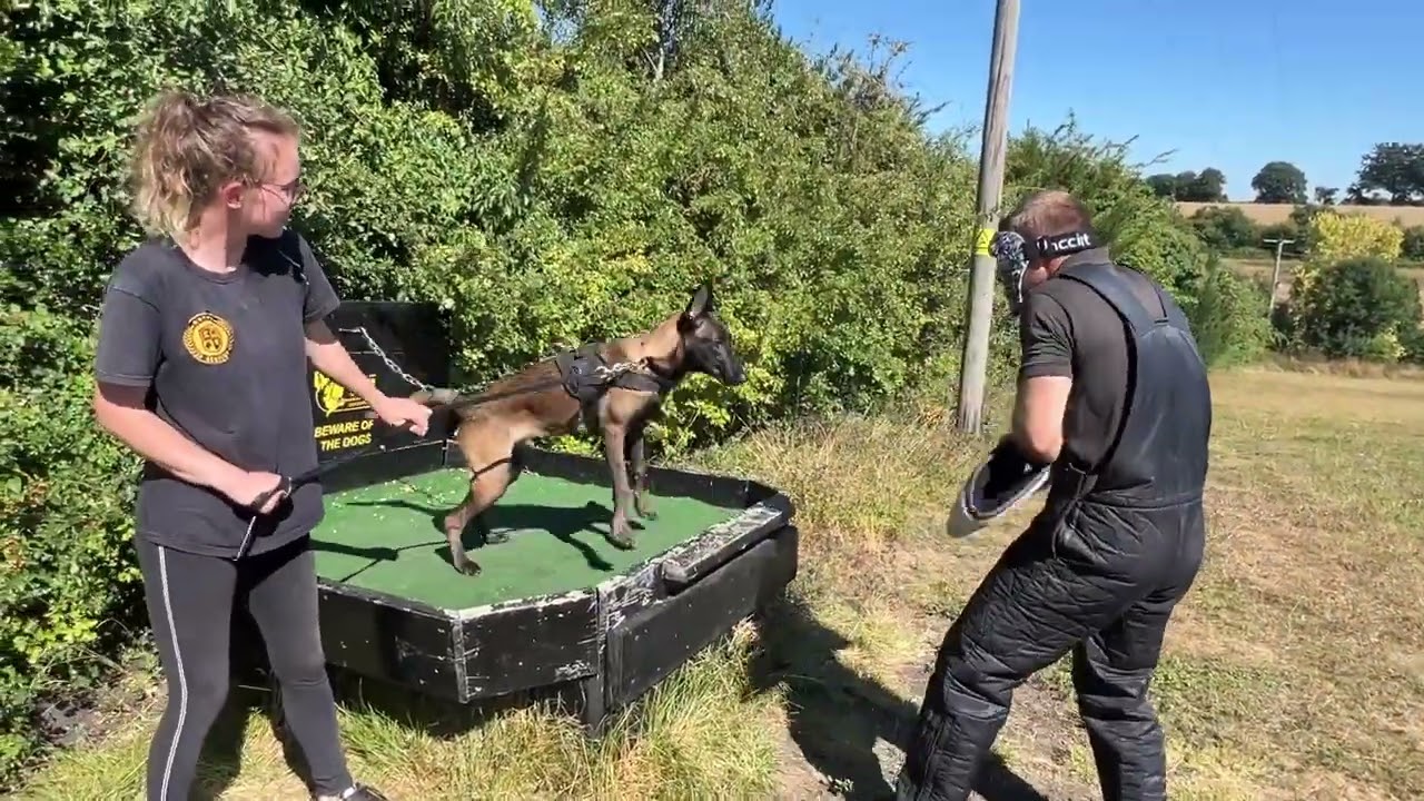Building a personal protection k9 manipulation of prey drive for bite work!