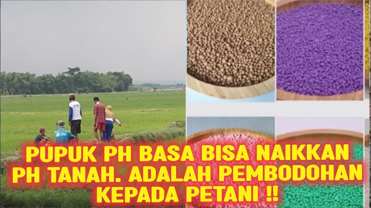 PUPUK pH BASA BISA NAIKKAN pH TANAH ADALAH PEMBODOHAN KEPADA PETANI‼