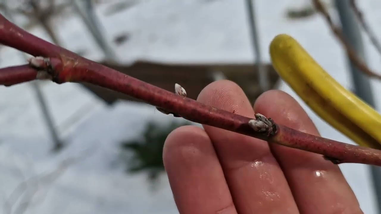 Обрізка Черешні і Персика в одному відео