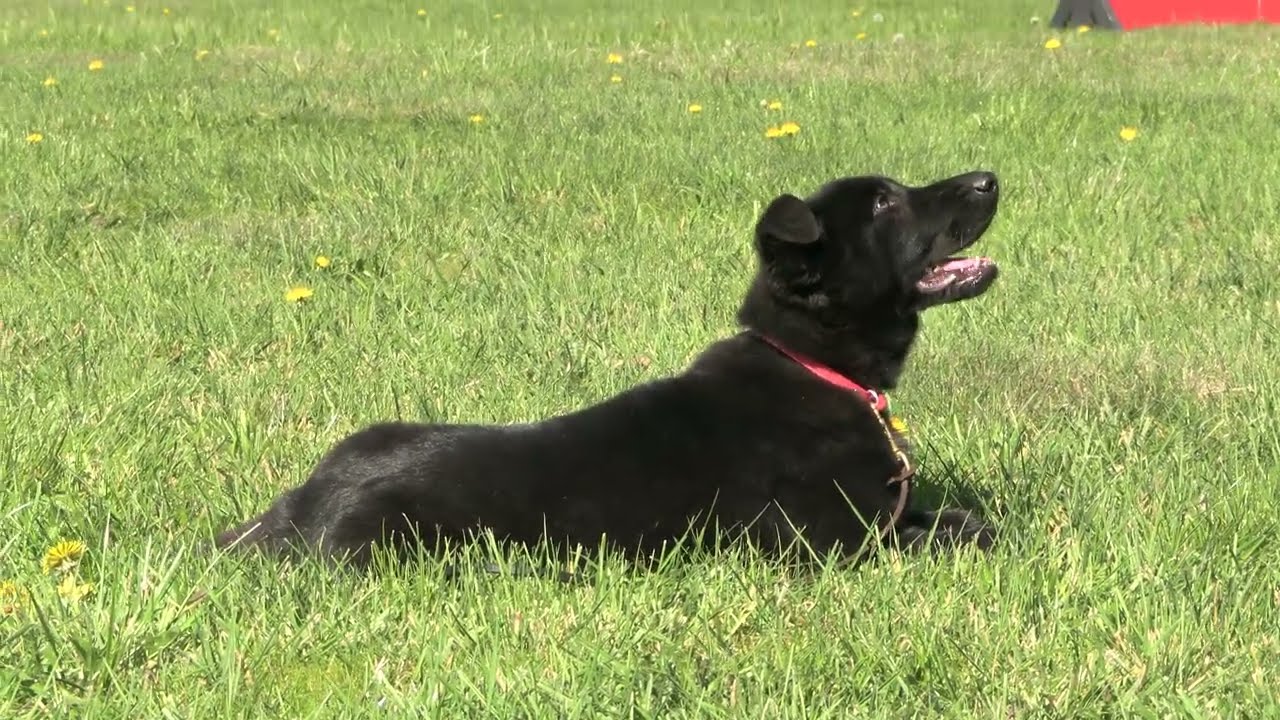 14 Week Old Superstar! Kraftwork K9 Pro German Shepherds