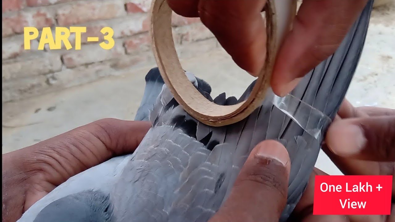 Wild Pigeon's Kid Part-3 ||