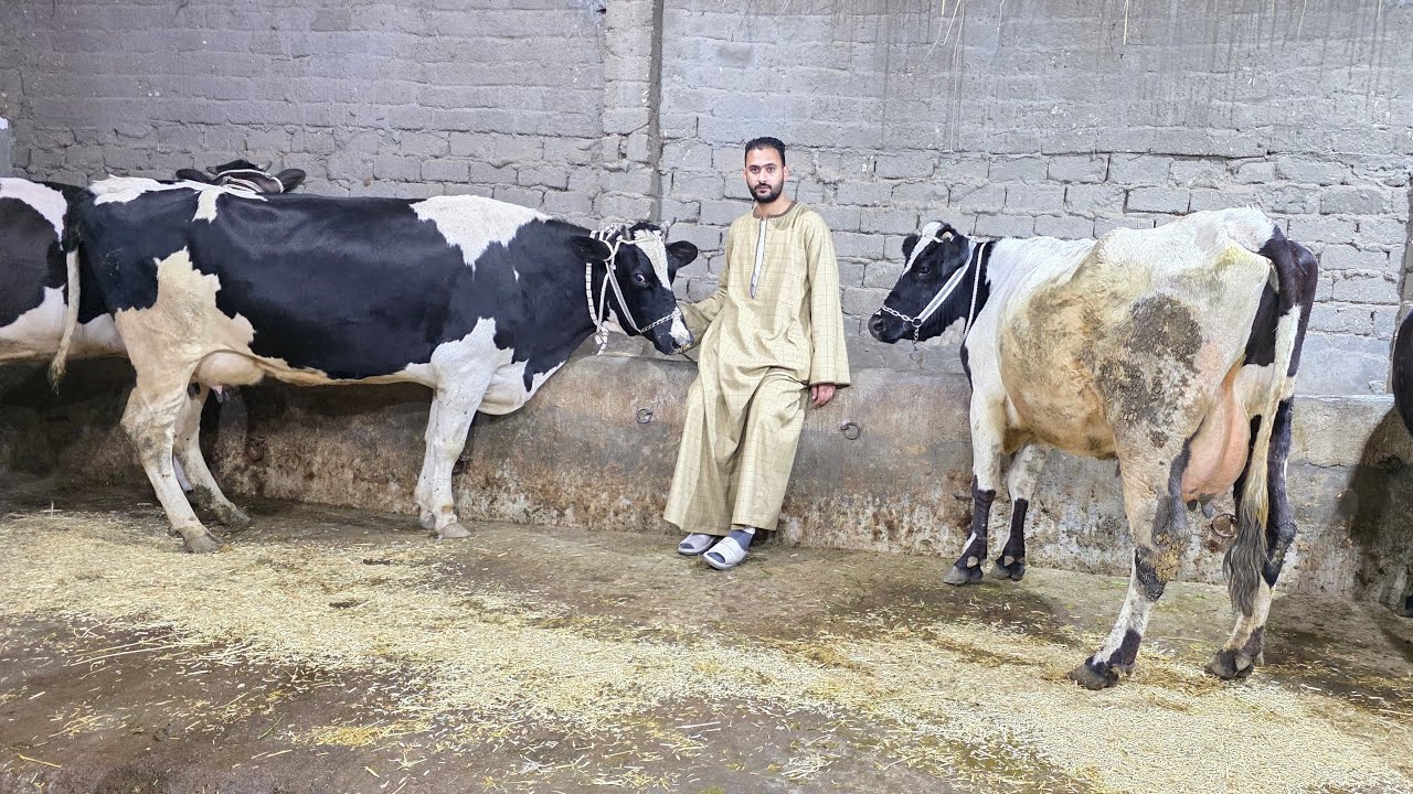 الفصيح يعود من جديد بمفاجاة جديده دبابات بقر عشر ولبن بنزينات اعلي مناعة يعيش في اي مكان بسعر